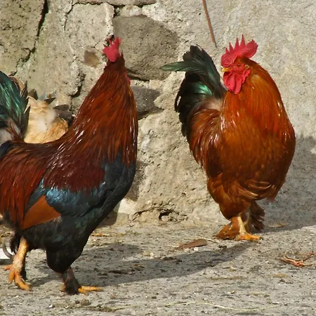 U Zu Peppino * Città di Lipari
